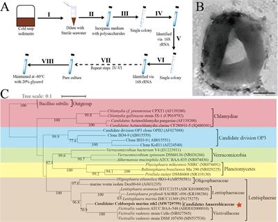 Cultivation and Functional Characterization of a Deep-Sea Lentisphaerae Representative Reveals Its Unique Physiology and Ecology